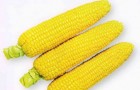 Сорт кукурузы сахарной: Хони бэнтам 78 дней